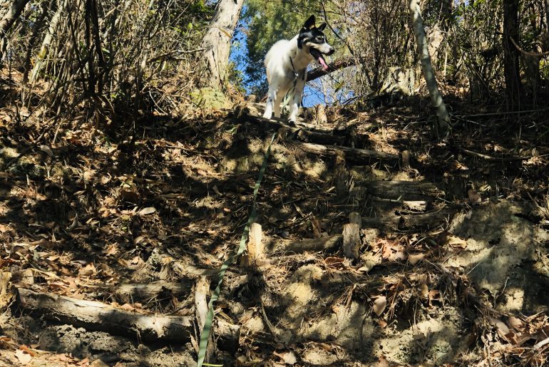 愛犬とハイキング!